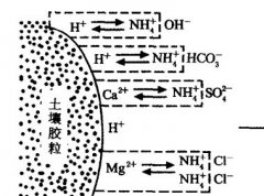 施用碳酸氫銨為什么要強調深施覆土？