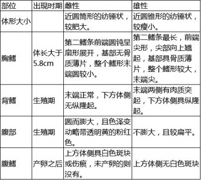 泥鰍優(yōu)質(zhì)雌雄親鰍選擇的參考標(biāo)準