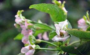 果樹種植技術(shù)