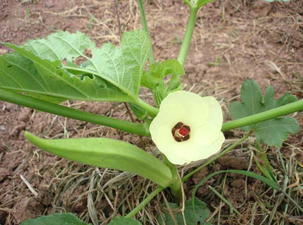 中藥材種植技術(shù)