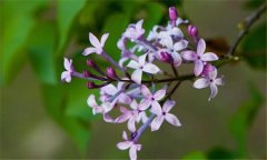 丁香花什么時候開花？丁香花的功效與作用