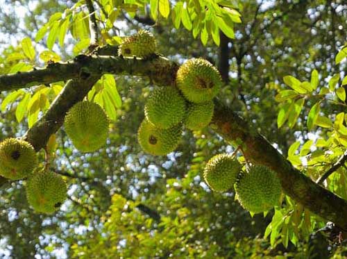 其他果樹種植技術(shù)