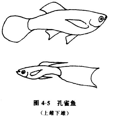 怎樣養(yǎng)孔雀魚？