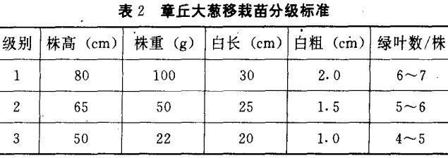 大蔥育苗技術(shù)