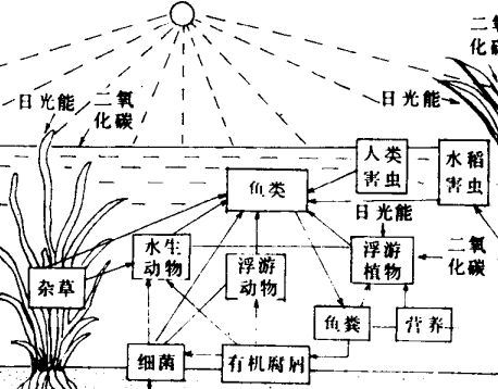 魚(yú)池的光照條件對(duì)魚(yú)的生長(zhǎng)發(fā)育有何影響