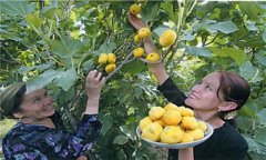 無花果產地是哪里最好 無花果的栽培技術要點