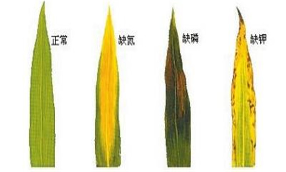 植物缺氮、磷、鉀元素時各有什么癥狀