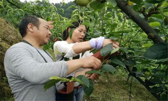 梨癭蚊的預防方法