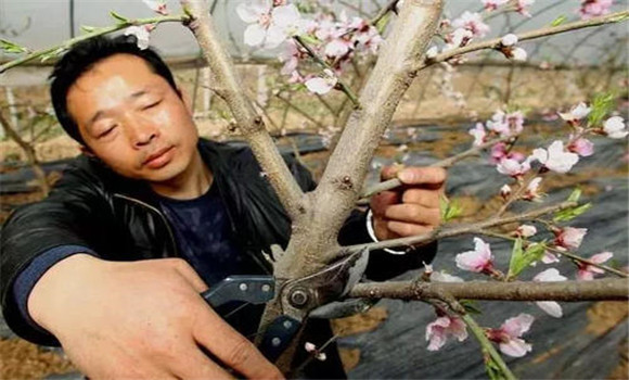 大棚桃樹的種植方法和管理技術(shù)的五個關(guān)鍵點