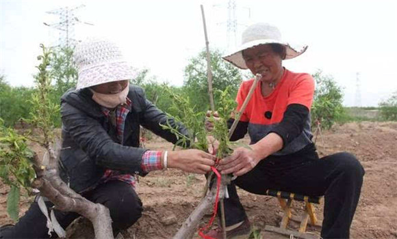 桃樹(shù)高接換種技術(shù)介紹