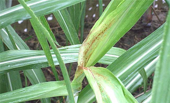 甘蔗梢腐病防治技術(shù)要點