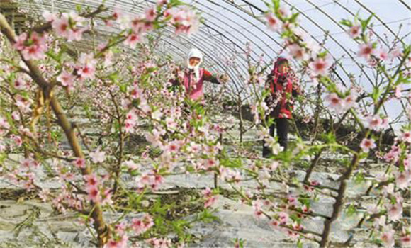 種植桃樹要適時(shí)促花