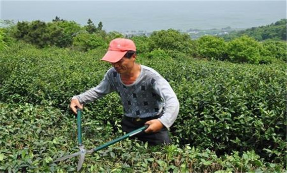 茶樹(shù)的修剪方法介紹