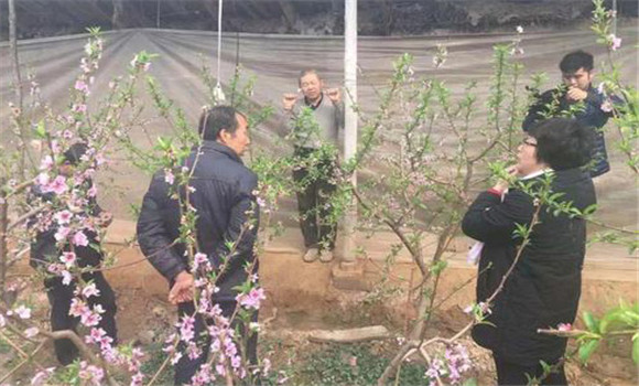 保護(hù)地桃樹定植后的管理