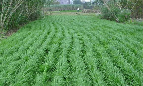 黑麥草的種植管理內容