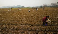 烤煙施肥技術：種植烤煙怎樣進行施肥