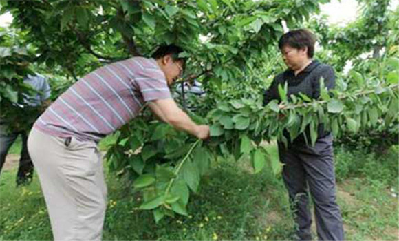 夏季櫻桃樹(shù)的摘心方法