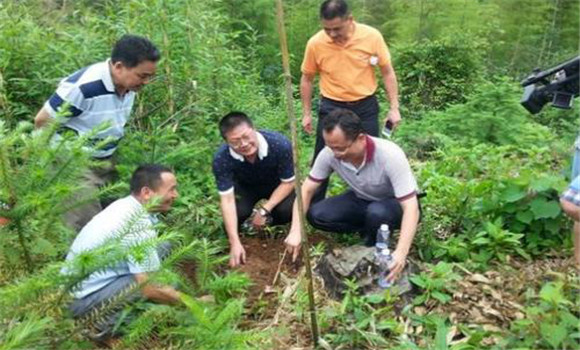 茯苓種植技術及過程是怎樣的