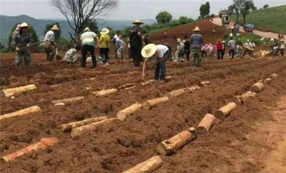 茯苓種植技術(shù)與栽培管理方法