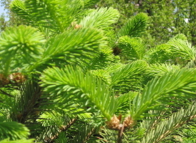 茶葉種植技術(shù)