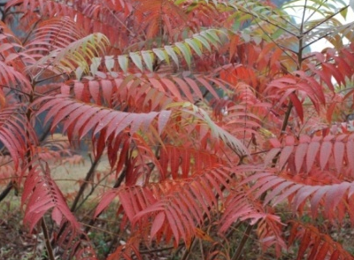 茶葉種植技術(shù)