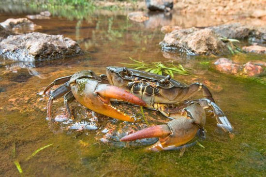 河蟹的生物特性