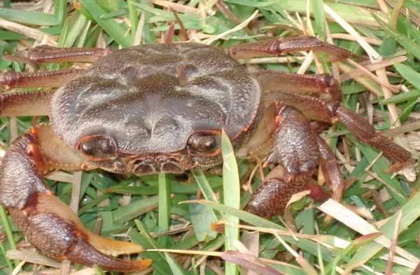 怎樣鑒定魚(yú)粉的質(zhì)量