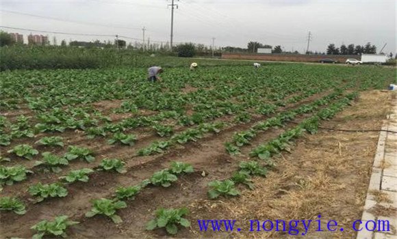 大白菜的間苗、除草