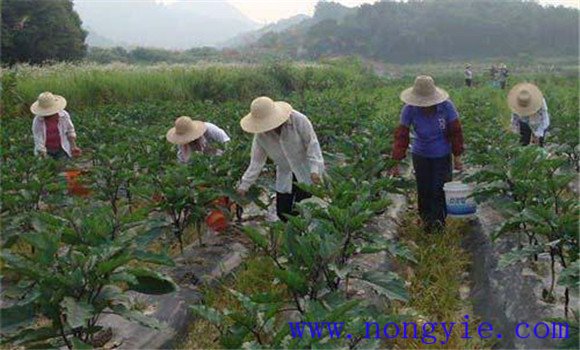 茄子的施肥管理