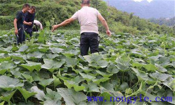 種植嫩食南瓜應(yīng)注意哪些問題