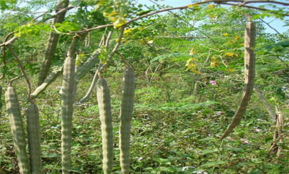 辣木樹(shù)種植技術(shù)