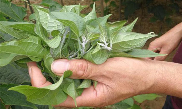 芝麻打葉子對(duì)芝麻有沒有影響