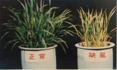 氮、磷、鉀對(duì)植物的作用分別是什么