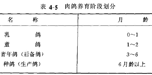 肉鴿管理技術(shù)