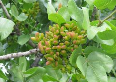 開(kāi)心果種植技術(shù)