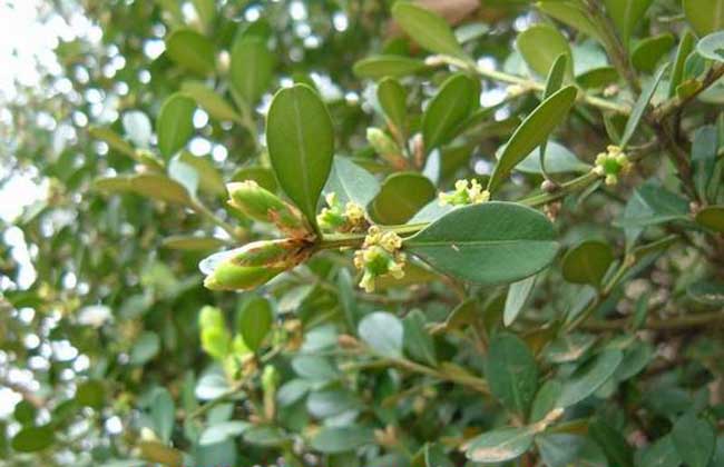 小葉黃楊種植技術