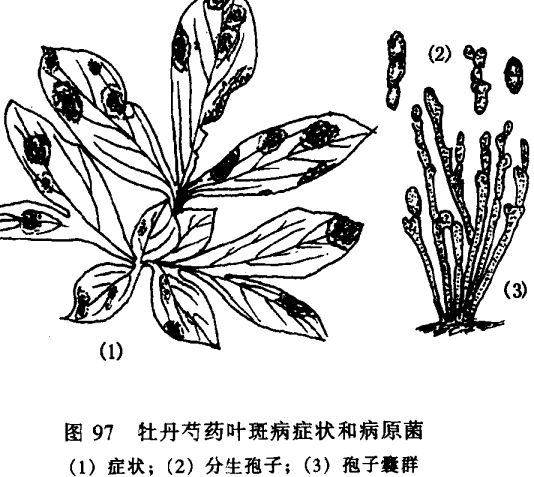 芍藥病蟲害防治技術