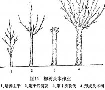 什么是柳樹頭木作業(yè) 怎樣施行？