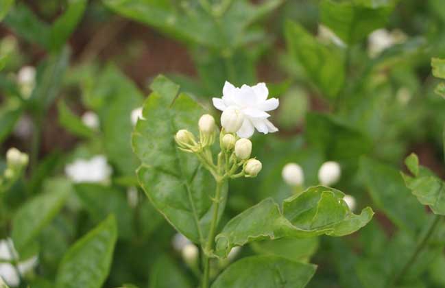 茉莉花養(yǎng)殖方法