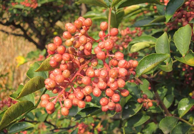 花椒育苗技術(shù)