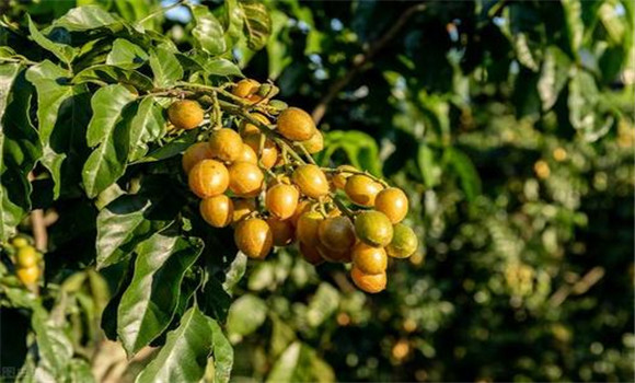 黃皮如何疏花、疏果、保果