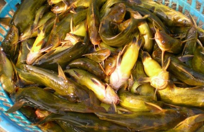 黃顙魚飼養(yǎng)方法