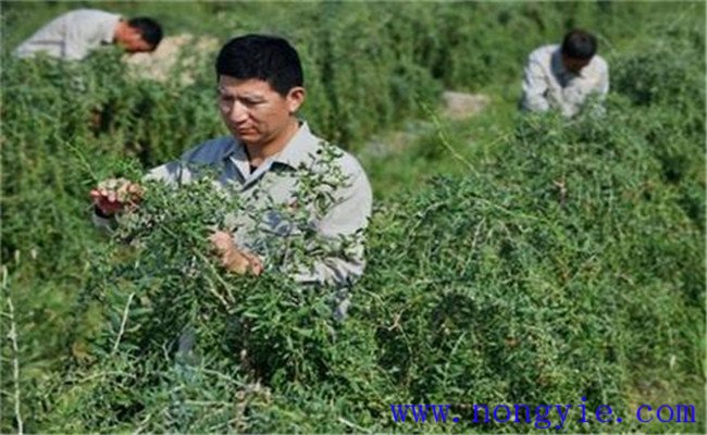 種植枸杞如何修剪整枝