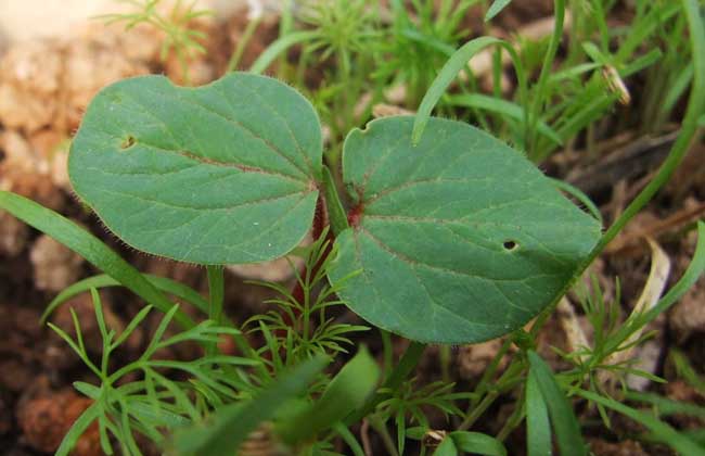 黃秋葵種植方法