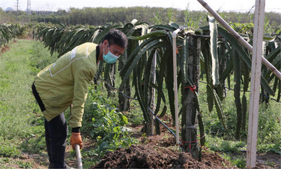 火龍果如何掌握施肥量