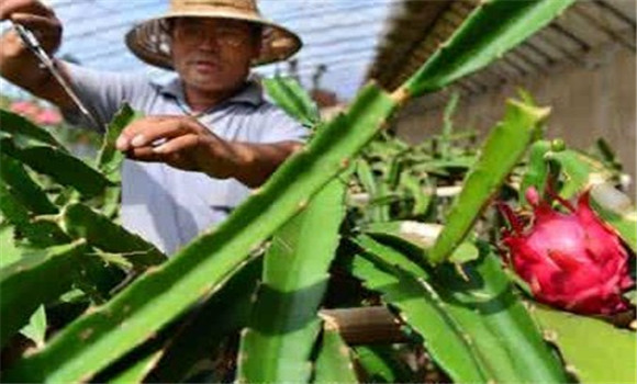 火龍果的定形修剪方法