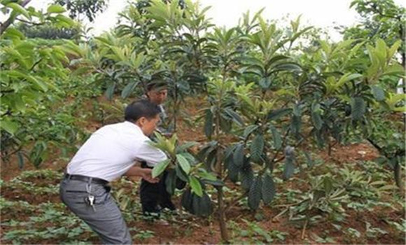 合理施枇杷過冬肥