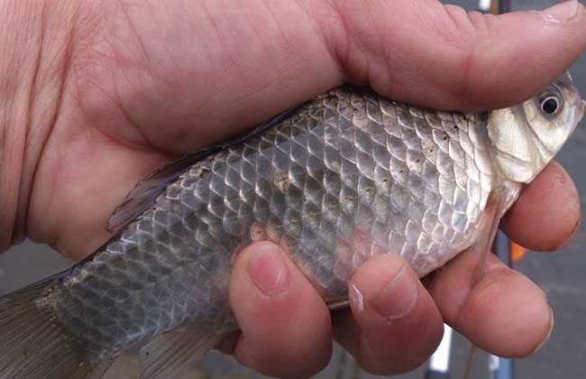 紅蟲釣魚掛鉤方法