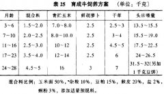 乳用育成牛的飼喂要點