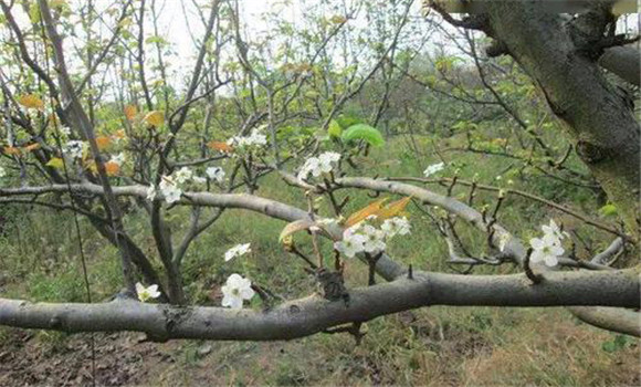 成年果樹(shù)夏、秋季開(kāi)花的原因